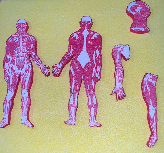 MAQUETA DE LOS MUSCULOS