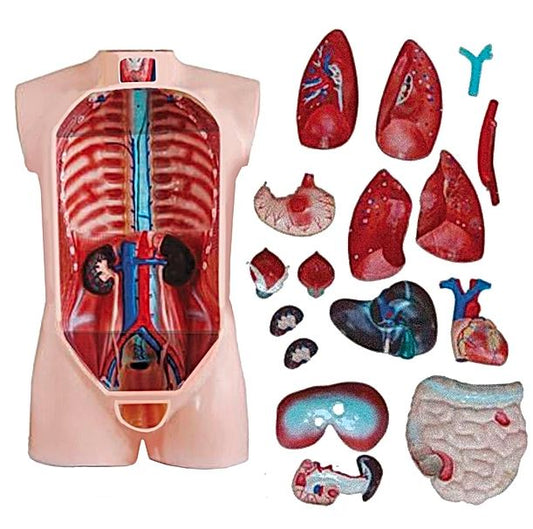 JUEGO DE TORSO